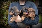 ruwharige Teckel pups, Dieren en Toebehoren, België, CDV (hondenziekte), 8 tot 15 weken, Meerdere