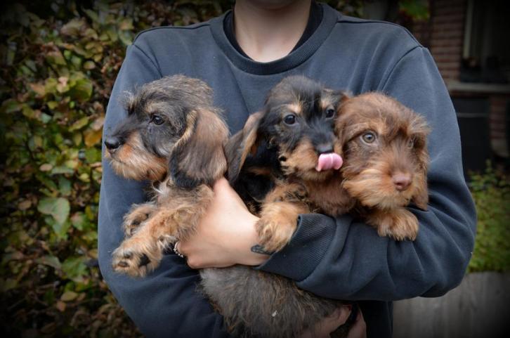 ruwharige Teckel pups, Dieren en Toebehoren, Honden | Teckels en Dashonden, Meerdere dieren, Ruwhaar, Fokker | Professioneel, Meerdere