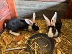 Konijnen te koop!, Dieren en Toebehoren, Konijnen