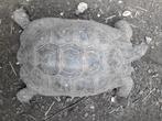 Testudo graeca ibera male