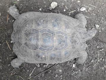 Testudo graeca ibera male