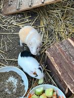 Cavia beertjes, Dieren en Toebehoren, Knaagdieren, Augustus, Mannelijk, Cavia