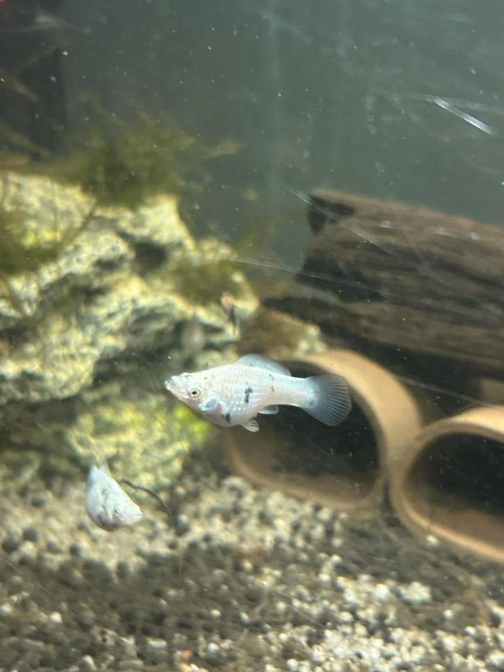 Jonge ballon molly, Dieren en Toebehoren, Vissen | Aquariumvissen, Zoetwatervis, Vis, Schoolvis