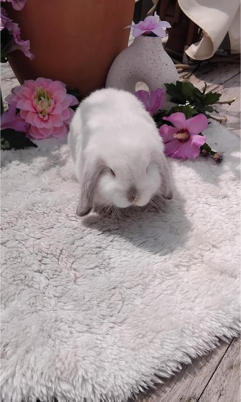 Prachtige mooie raszuivere minilops, Dieren en Toebehoren, Konijnen, Mannelijk, 0 tot 2 jaar, Hangoor