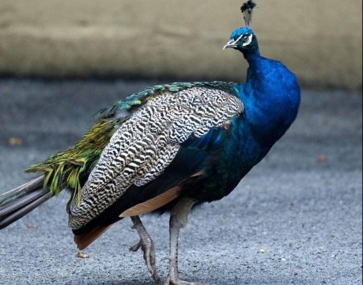 Pauwen blauw ,bont en wit, Dieren en Toebehoren, Pluimvee, Geslacht onbekend
