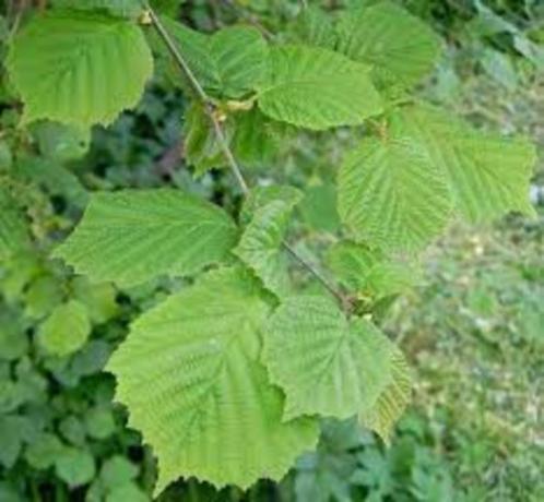 Noisetier commun - pot 18 cm, Jardin & Terrasse, Plantes | Arbres fruitiers, Autres espèces, 250 à 400 cm, En pot, Enlèvement