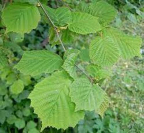 Noisetier commun - pot 18 cm, Tuin en Terras, Planten | Fruitbomen, Overige soorten, 250 tot 400 cm, In pot, Ophalen