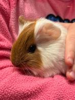 Jonge Cavia beertje, Dieren en Toebehoren, Knaagdieren, Mannelijk, Cavia