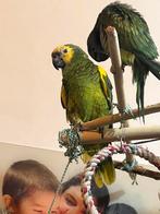 sprekende Blauwvoorhoofdamazone handtam amazone papagaai, Papegaai, Tam