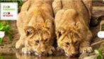 zoo antwerpen 2 tickets volwassenen, Tickets en Kaartjes, Twee personen, Ticket of Toegangskaart