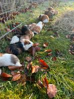 Jonge cavia’s, Animaux & Accessoires, Rongeurs, Septembre, Mâle, Cobaye