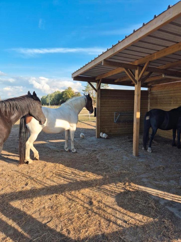 Plekje op onze weide beschikbaar vanaf okt 2025, Oostkamp, Dieren en Toebehoren, Stalling en Weidegang