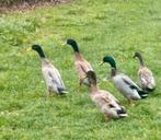 Loopeenden, Plusieurs animaux, Canard
