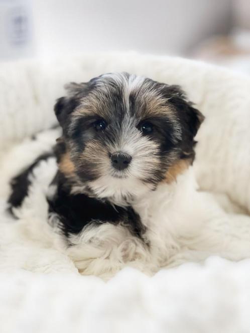 Waar Belgische pups hun thuis vinden ,Bieuwer pupjes te koop, Dieren en Toebehoren, Honden | Jack Russells en Terriërs, Meerdere dieren