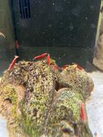 Vuurgarnalen en helenaslak gratis of ruil, Dieren en Toebehoren, Vissen | Aquariumvissen, Kreeft, Krab of Garnaal, Zoetwatervis