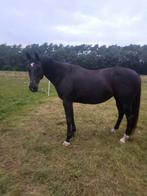 Kwpn merrie 12 jaar, Animaux & Accessoires, Chevaux, Jument