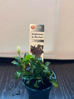 Bucephalandra ‘Blue Green’, Dieren en Toebehoren, Ophalen of Verzenden, Nieuw, Plant(en), Steen of Hout