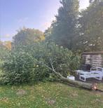 Boom te verkappen: gratis hout, Ophalen