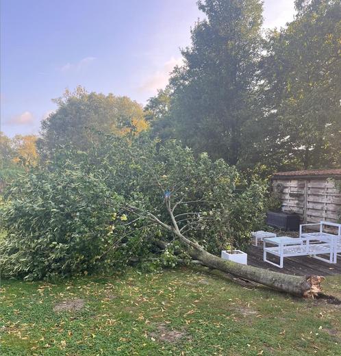 Boom te verkappen: gratis hout, Tuin en Terras, Overige Tuin en Terras, Ophalen