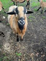 Kameroenschaap bok, Mannelijk, 0 tot 2 jaar, Geit