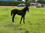 D-pony veulen, Springpaard, Minder dan 160 cm, Niet van toepassing, 0 tot 2 jaar