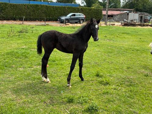 D-pony veulen, Dieren en Toebehoren, Paarden, Hengst, Niet van toepassing, Minder dan 160 cm, 0 tot 2 jaar, Springpaard, Ontwormd