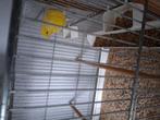 Kanarie pop 25, Dieren en Toebehoren
