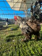 Brahma haan, Dieren en Toebehoren, Pluimvee