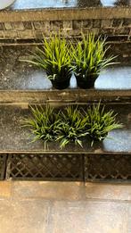 Plantes artificielles, Jardin & Terrasse, Enlèvement, Comme neuf