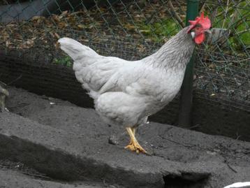 hennen leghorn zwart grijs vuilwit bont beschikbaar voor biedingen