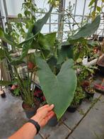 Alocasia zebrina, Huis en Inrichting, Ophalen