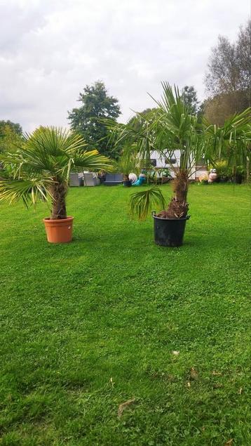 Palmiers Trachycarpus fortunei  disponible aux enchères