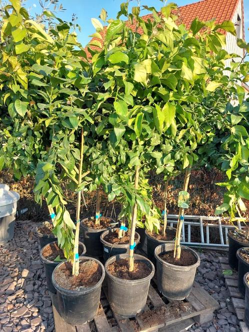 Citrussen, Tuin en Terras, Planten | Bomen, Ophalen