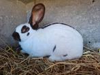 Groot Lotharinger Havana - Reuzevlinder, Dieren en Toebehoren, Konijnen, Vrouwelijk, Groot, 0 tot 2 jaar
