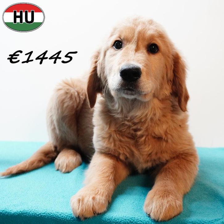 Golden Retriever pups (ook in de prachtige kleur goud), Dieren en Toebehoren, Honden | Retrievers, Spaniëls en Waterhonden, Meerdere dieren