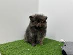 Pomeriaan pups, Dieren en Toebehoren, België, Keeshond, 8 tot 15 weken, Parvo