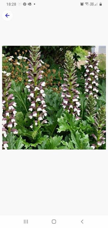 Breedbladige acanthus mollis  beschikbaar voor biedingen