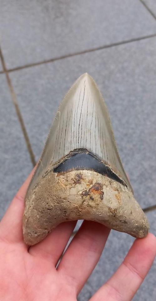 Mooie onderkaakse Megalodon haaientand fossiel, Verzamelen, Mineralen en Fossielen, Fossiel, Ophalen of Verzenden