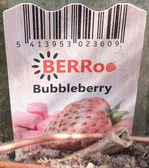 Aardbei Plantjes Bubbleberry, Tuin en Terras, Planten | Tuinplanten, Ophalen