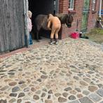 mini fjord bleu dun shetlander ruin, Dieren en Toebehoren, Paarden, Minder dan 160 cm, Ruin, 0 tot 2 jaar, Onbeleerd