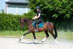 Mega chique en super brave allround E pony!!, Dieren en Toebehoren, B, Gechipt, Dressuurpony, 3 tot 6 jaar