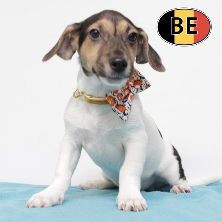 Charmante Jack Russell-pup te koop, Dieren en Toebehoren, Honden | Jack Russells en Terriërs, Reu, Jack Russell Terriër, Handelaar