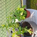 Muntplantjes groen, Tuin en Terras, Planten | Tuinplanten, Ophalen, Vaste plant, Halfschaduw, Kruiden