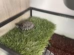 Waterschildpad, Schildpad, Met terrarium, 7 tot 10 jaar