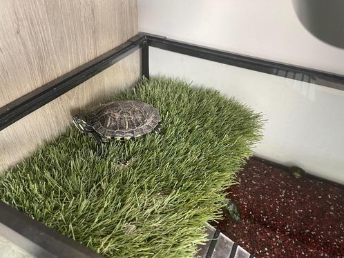 Waterschildpad, Dieren en Toebehoren, Reptielen en Amfibieën, Schildpad, 7 tot 10 jaar, Met terrarium