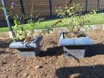 2 vlinderstruiken in pot, Tuin en Terras, Vaste plant, Halfschaduw, Zomer, Ophalen
