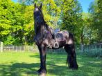 Te koop Friese hengst., Dieren en Toebehoren, Gechipt, Hengst, 11 jaar of ouder, Recreatiepaard