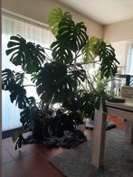 Grande plante d'intérieur MONSTERA, Enlèvement