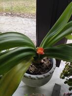 Clivia kamerplant met bloemen, Autres espèces, Enlèvement ou Envoi, Plante à fleurs, Moins de 100 cm