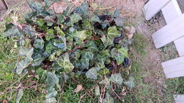 Klimop hedera helix net aangekocht 32 plantjes, Ophalen of Verzenden